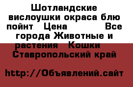 Шотландские вислоушки окраса блю пойнт › Цена ­ 4 000 - Все города Животные и растения » Кошки   . Ставропольский край